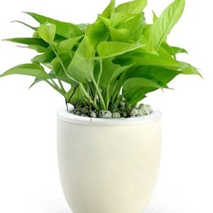 綠蘿 吊綠蘿 盆栽綠蘿 水培綠蘿