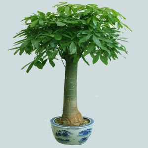 發財樹 辮子發財樹 水培發財樹 發財樹盆栽