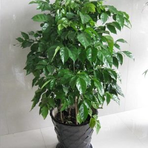 幸福樹 大盆幸福樹 幸福樹盆栽 水培幸福樹