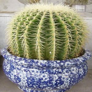 仙人球 金琥 仙人球盆栽 水培仙人球