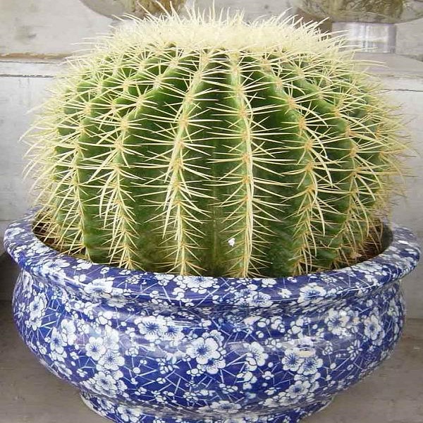 仙人球 金琥 仙人球盆栽 水培仙人球