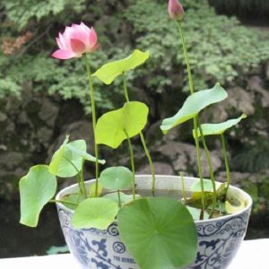 盆栽睡蓮 睡蓮盆栽 盆栽睡蓮價格