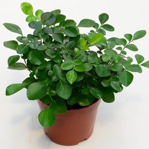 九里香 九里香盆栽 九里香盆景 九里香價格