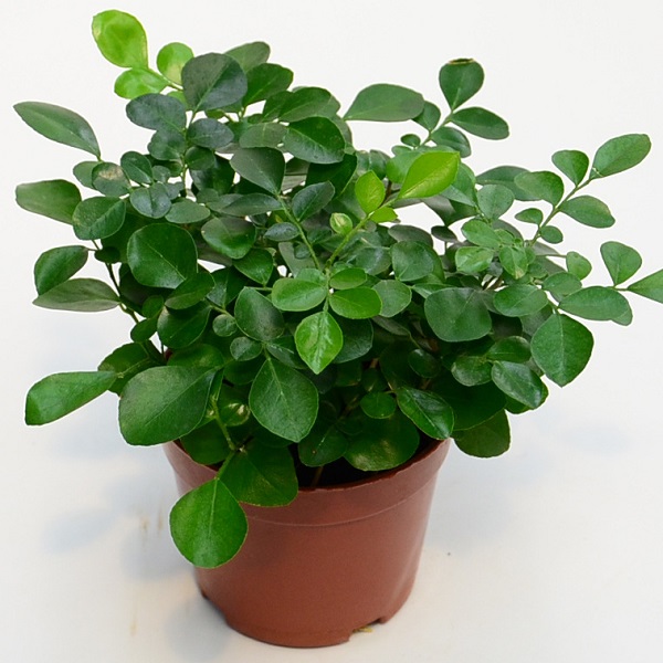 九里香 九里香盆栽 九里香盆景 九里香價格