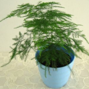 文竹盆栽 文竹水培 文竹盆景 文竹景觀