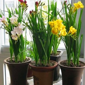 2023年宵花、新年花卉、春節花卉